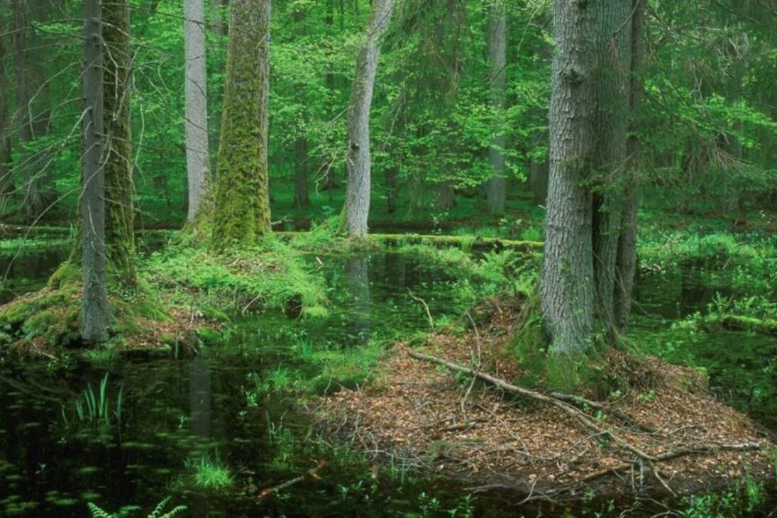 El bosque milenario en Polonia y Bielorrusia está cortado por una cerca en el Parque Nacional Białowieża, aislando bisontes y poniendo en riesgo uno de los ecosistemas más antiguos de Europa