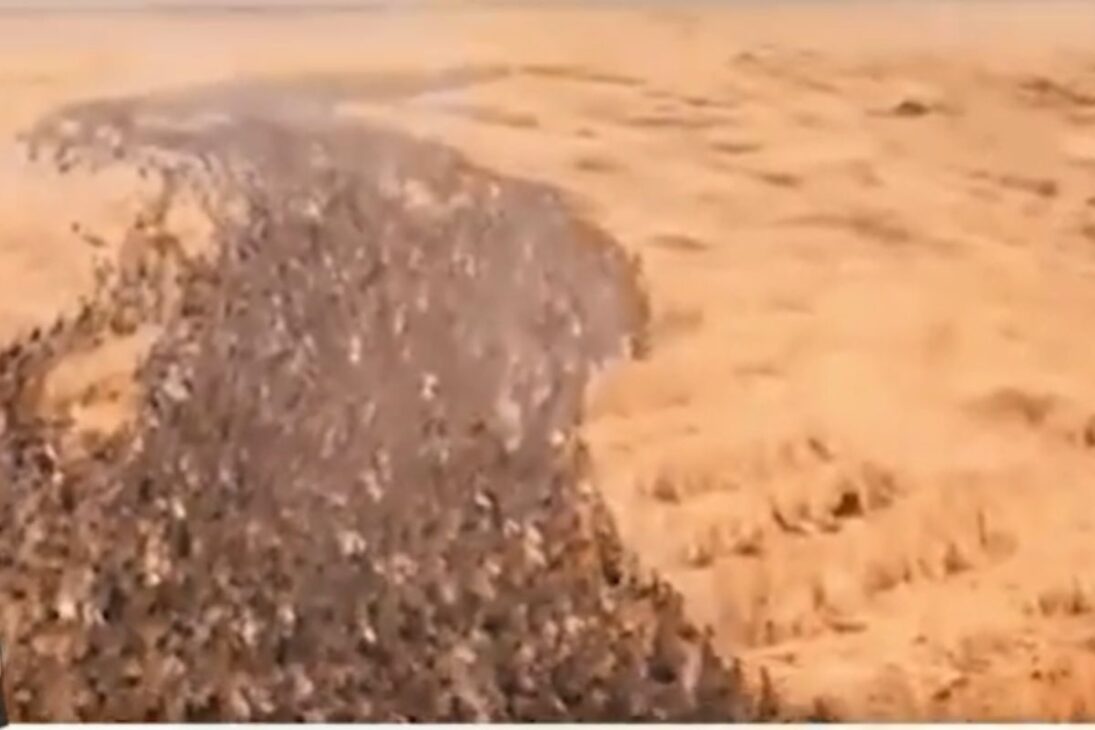 En Tailandia, patos en Tailandia se convirtieron en un ejército de patos en los arrozales: patos en el arroz controlan plagas de manera natural.