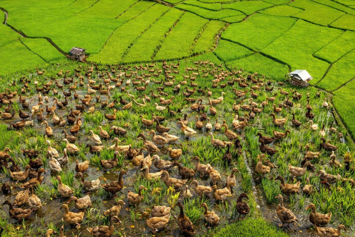 Exército de patos na Tailândia: 3 mil aves são soltas após a colheita do arroz para devorar pragas como caramujos, limpar até 70 hectares em uma semana e reduzir pesticidas