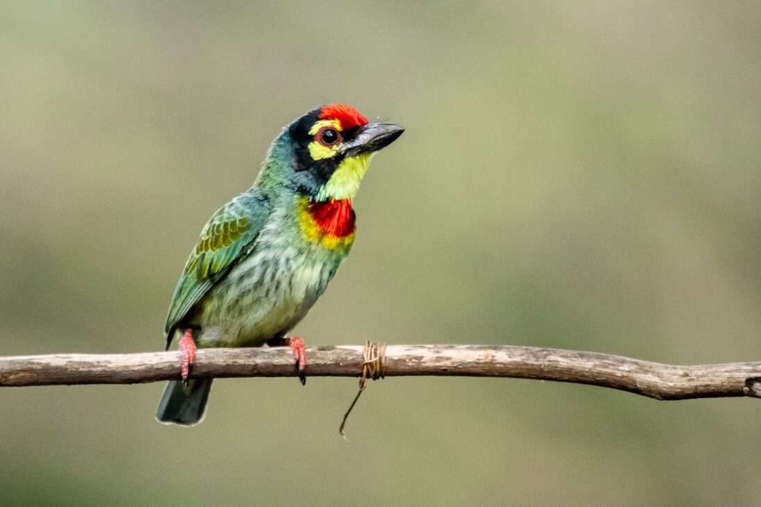 Línea invisible en Indonesia revela la Línea de Wallace, explica la biodiversidad, involucra tectónica de placas y muestra por qué dragones de Komodo viven separados de tigres y elefantes.