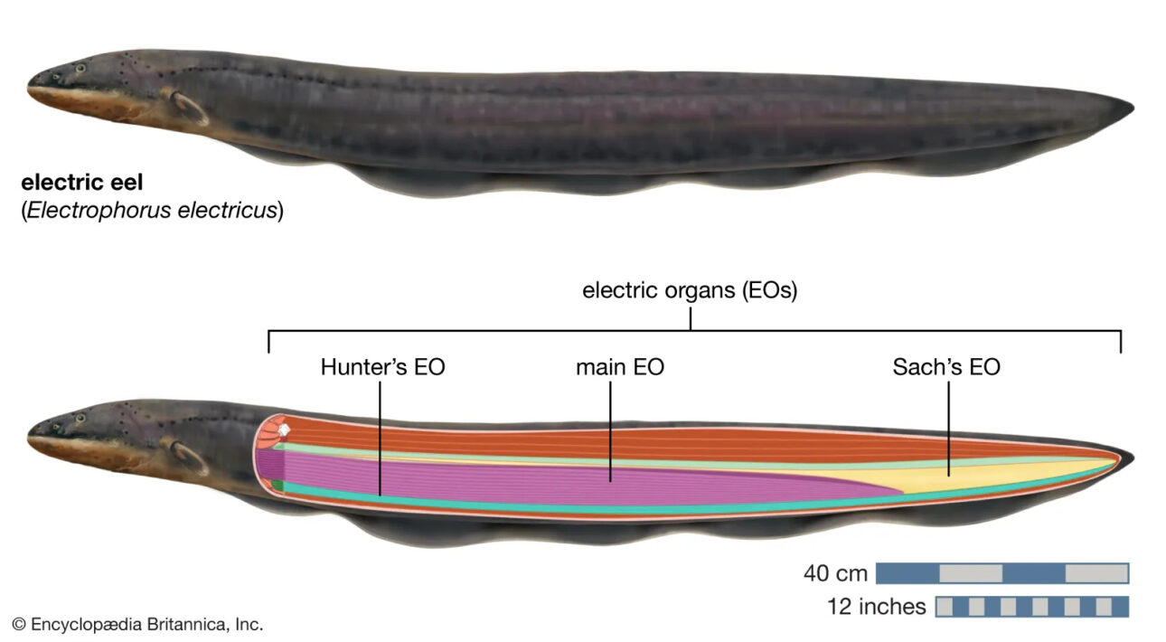 Electrophorus electricus: el poraquê amazónico que genera descargas por encima de 800 voltios, usa órganos eléctricos como arma biológica y es capaz de derribar a un adulto