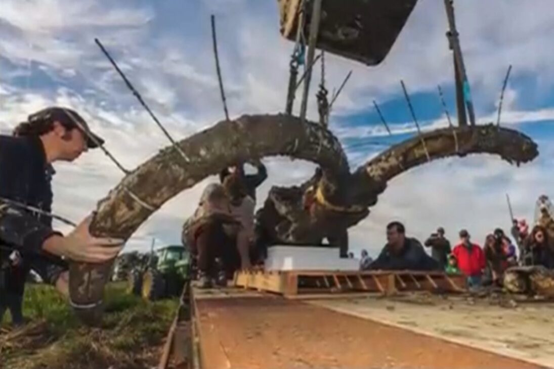 Agricultor de Michigan encuentra esqueleto gigante de mamut a 3 metros del suelo, moviliza universidad, para excavación histórica y revela uno de los mayores descubrimientos