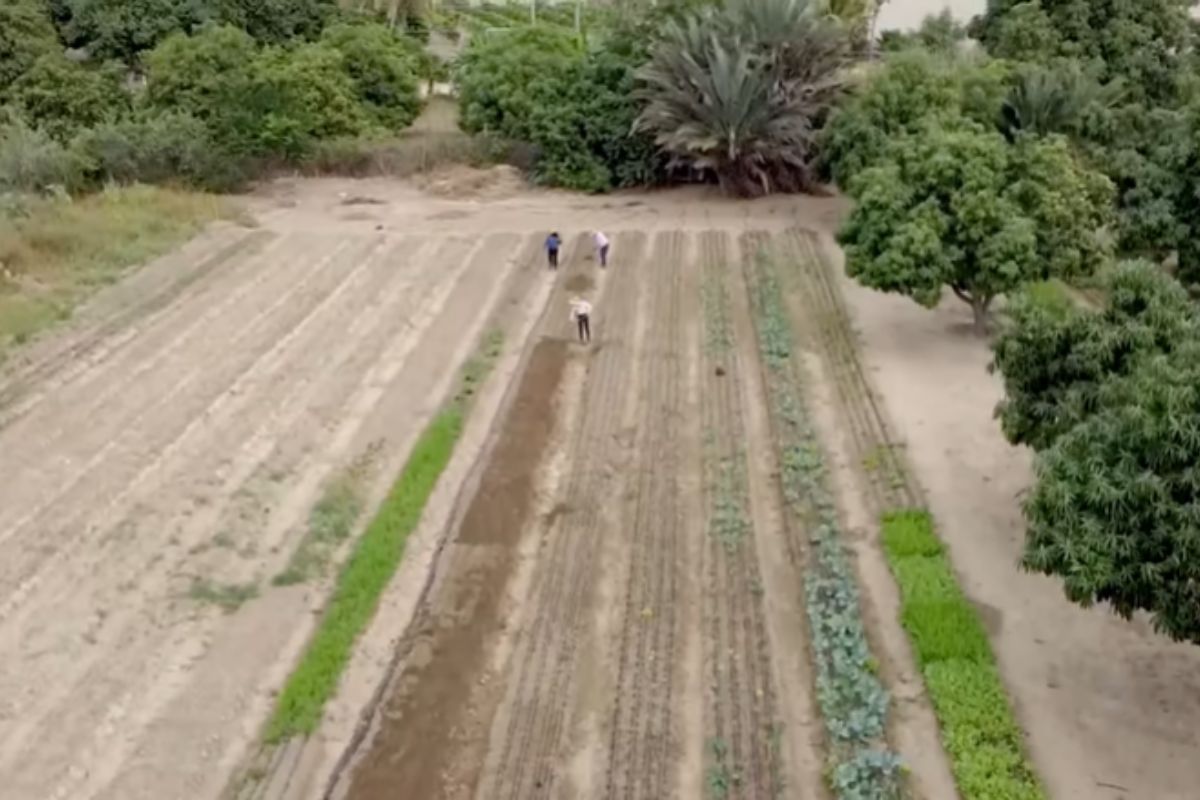 Fazendeiro em cadeira de rodas transforma deserto em solo fértil, cultiva 60 alimentos sem máquinas nem químicos e revive técnicas ancestrais que provam ser possível (1)