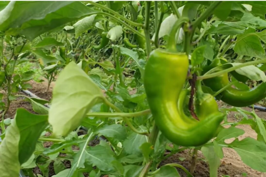 Veja deserto em solo fértil, agricultura no deserto, solo fértil sem químicos, técnicas de agricultura orgânica, transformar areia em terra fértil.