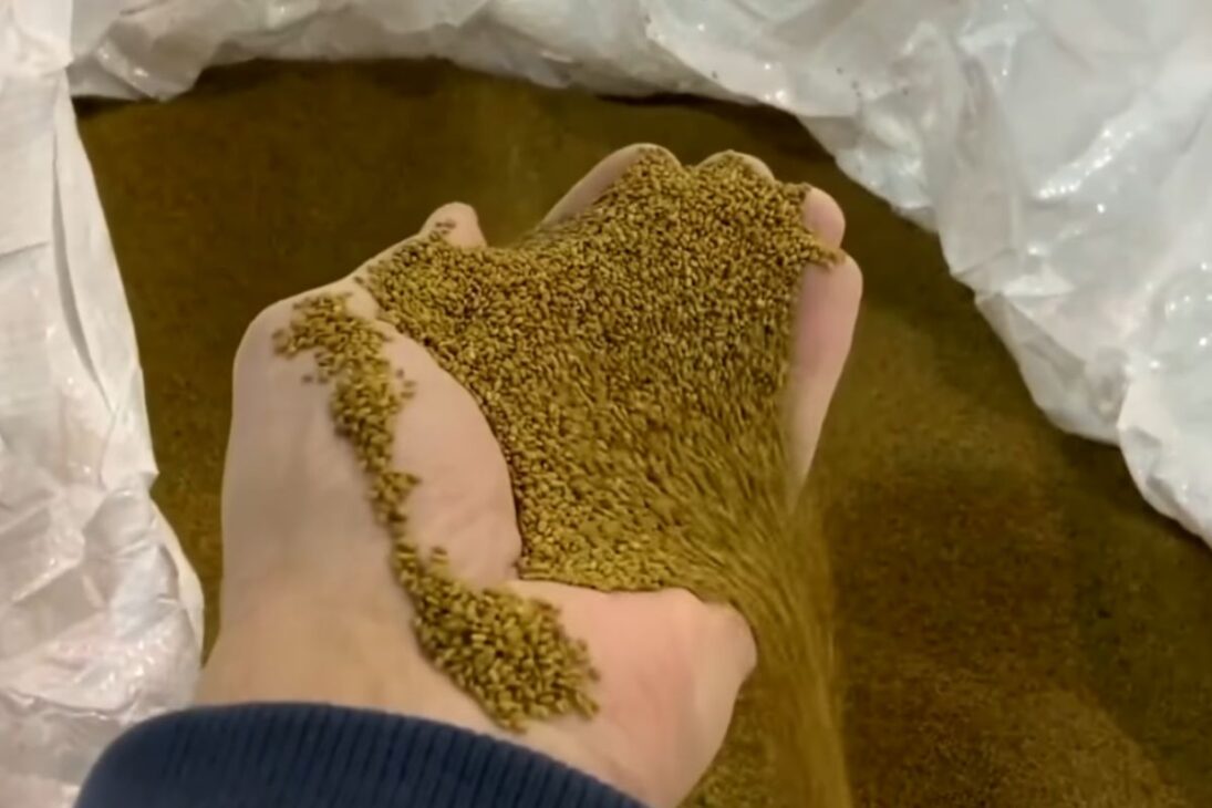 En El Desierto Salado De Nevada, Abejas Nativas Y Abejas Alcalinas Salvan Semillas De Alfalfa Y Revolucionan La Polinización Agrícola.