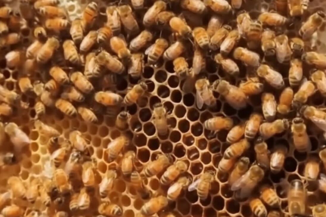 En El Desierto Salado De Nevada, Abejas Nativas Y Abejas Alcalinas Salvan Semillas De Alfalfa Y Revolucionan La Polinización Agrícola.