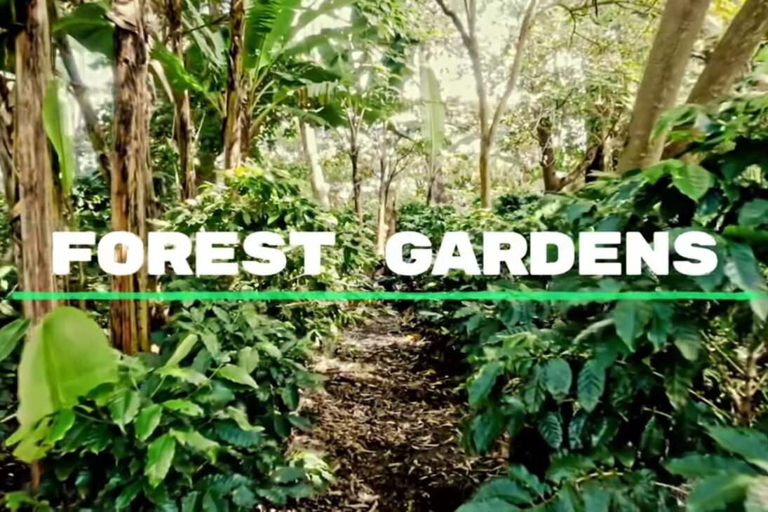 Bosque en Senegal usa jardines forestales y permacultura para producir alimentos, elevar ingresos, capturar carbono y contener el desierto en áreas de sequía extrema.
