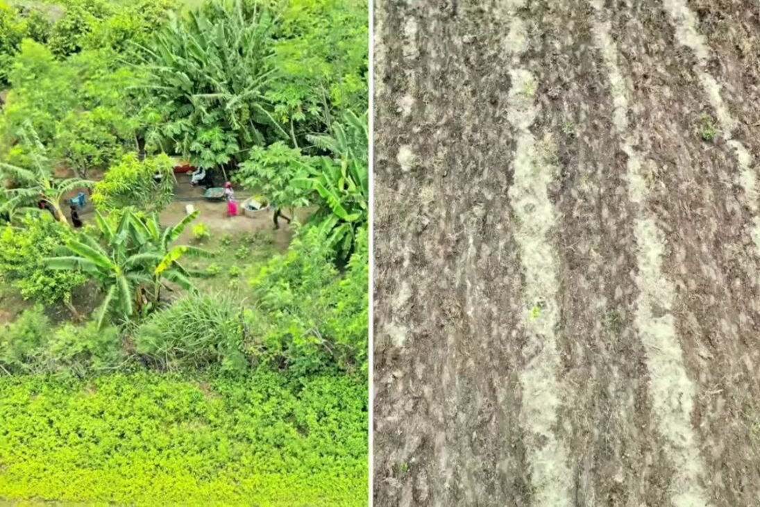 Bosque en Senegal usa jardines forestales y permacultura para producir alimentos, elevar ingresos, capturar carbono y contener el desierto en áreas de sequía extrema.