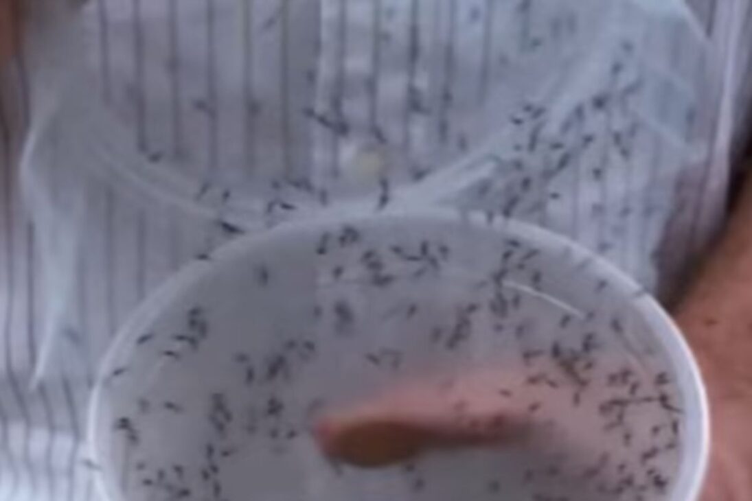 Millones de mosquitos genéticamente modificados: experimento en Florida Keys con Aedes aegypti para reducir dengue y zika