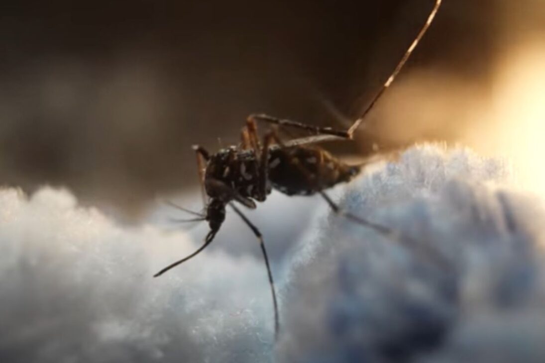 Millones de mosquitos genéticamente modificados: experimento en Florida Keys con Aedes aegypti para reducir dengue y zika