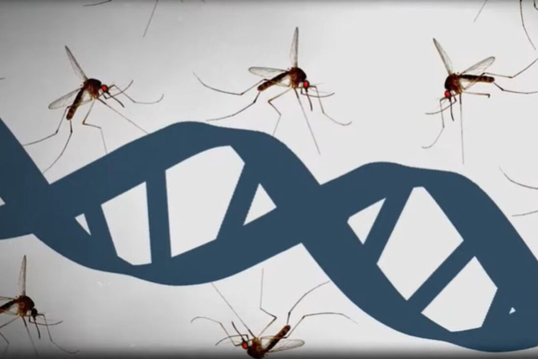 Florida Keys prueba millones de mosquitos genéticamente modificados de Aedes aegypti para reducir dengue y zika y abrir debate sobre ecosistemas.