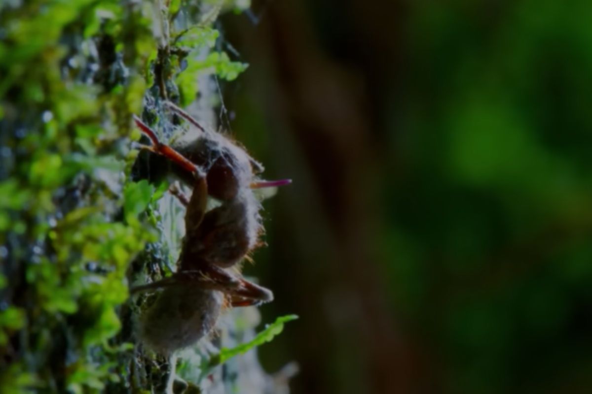 Fungo parasita transforma formigas em zumbis reais na natureza, controla seus corpos há milhões de anos, inspira um jogo famoso e mostra como animais podem (1)