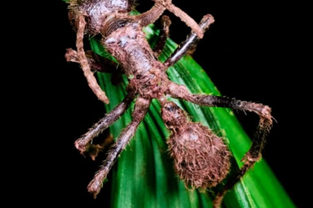 Entiende cómo el hongo parásito Ophiocordyceps crea hormiga zombi, por qué hay infección fúngica y el papel del calentamiento global.