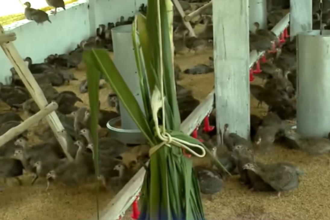 Cría de gallinas de Angola con manejo de gallinas de Angola genera carne de gallinas de Angola y fortalece el mercado de gallinas de Angola.