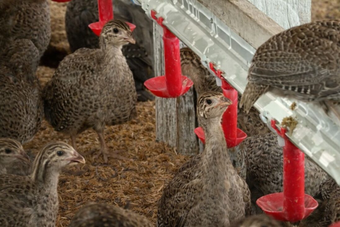 Cría de gallinas de Angola con manejo de gallinas de Angola genera carne de gallinas de Angola y fortalece el mercado de gallinas de Angola.