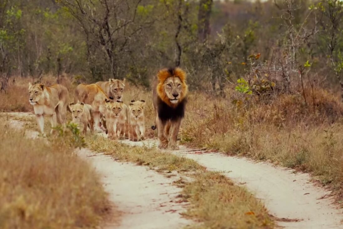 Leones en Kenia: en Kitengela, Maasai protegen ganado con luces de león; solución reduce ataques y llega a 14 mil propiedades.