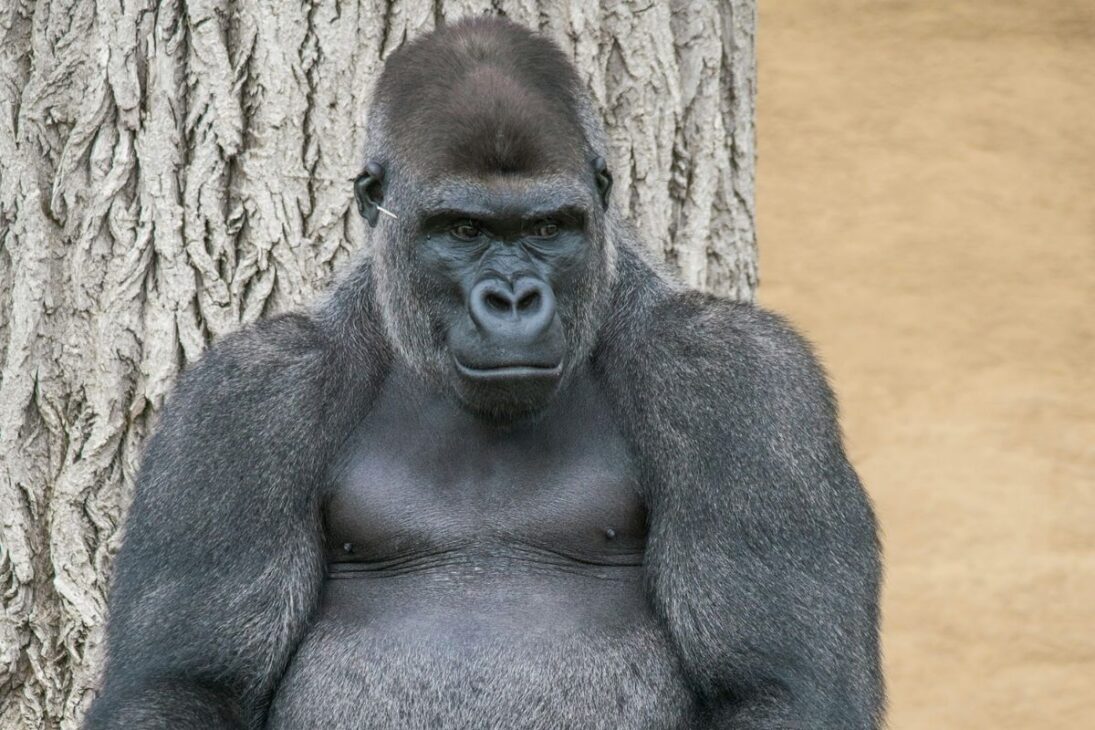 gorila en peligro, con agua obtenida por hojas, nido diario en el suelo del bosque, tensión con chimpancés y uso de herramientas que revela inteligencia, rutina social y desafíos de conservación