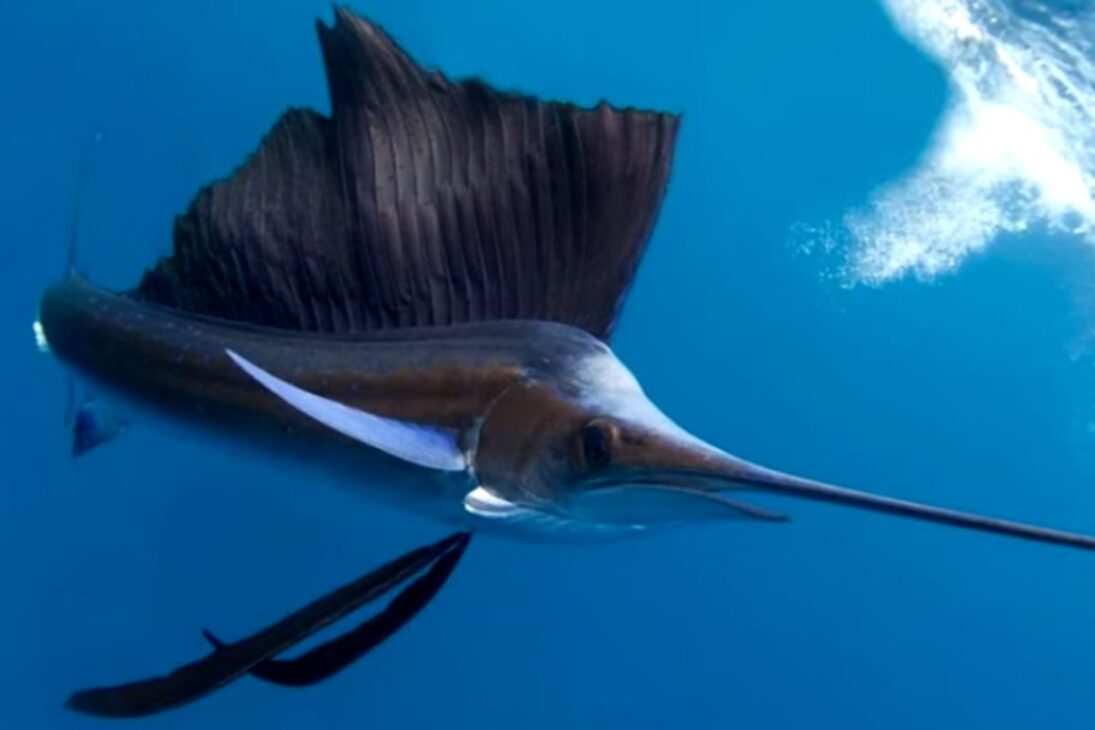 Vea los animales más rápidos de la tierra: guepardo, pez vela y halcón peregrino, el animal más rápido del mundo en cacerías de alta velocidad.