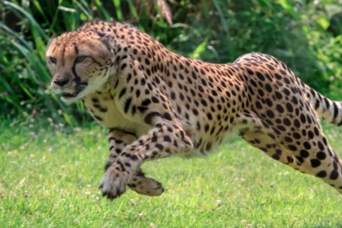 Vea los animales más rápidos de la tierra: guepardo, pez vela y halcón peregrino, el animal más rápido del mundo en cacerías de alta velocidad.