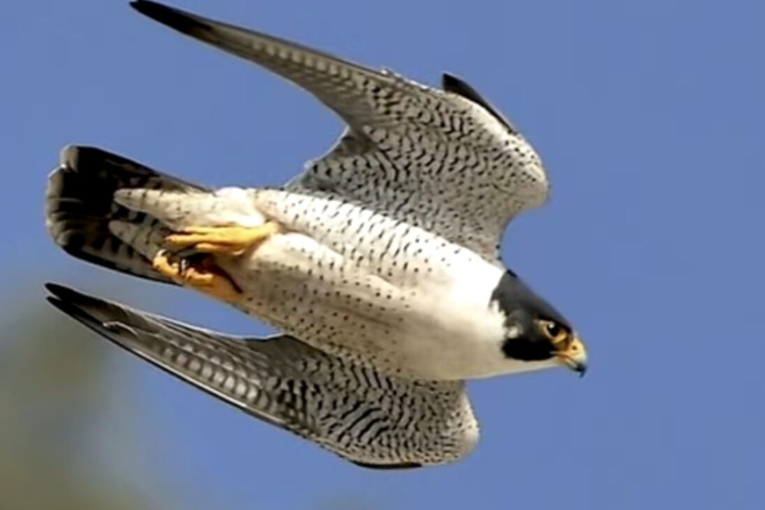 Vea los animales más rápidos de la tierra: guepardo, pez vela y halcón peregrino, el animal más rápido del mundo en cacerías de alta velocidad.