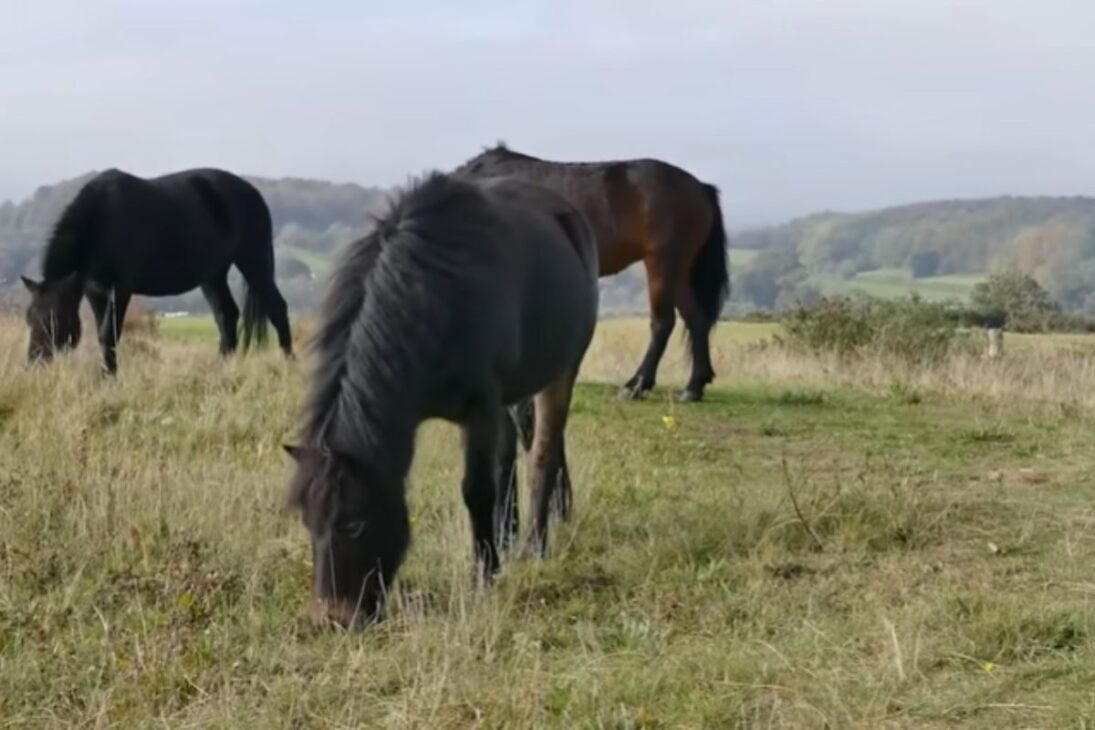 Descubre la isla en Canadá donde caballos salvajes dominan la isla de los caballos, protegida como parque nacional en Nueva Escocia.