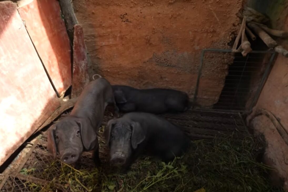 Explora el aislamiento en islas de un mundo autosuficiente, rodeado por un reservorio profundo, cultivo de hierbas medicinales y vida simple.