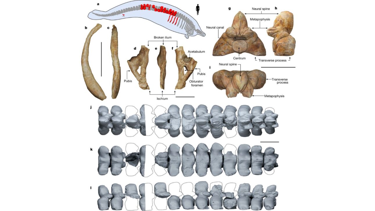 Fósil en Perú reveló el Perucetus colossus, ballena del Eoceno con huesos extremadamente densos y estimaciones de peso que reavivaron el debate científico.