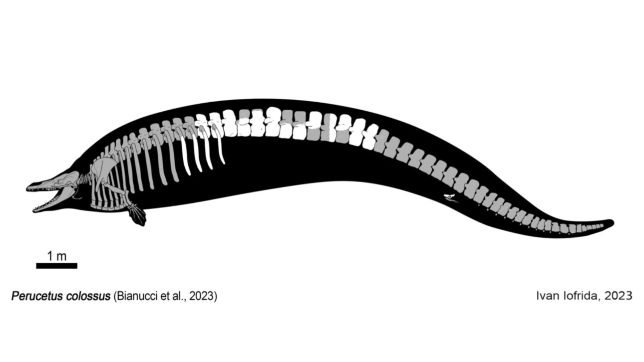 Fósil en Perú reveló el Perucetus colossus, ballena del Eoceno con huesos extremadamente densos y estimaciones de peso que reavivaron el debate científico.