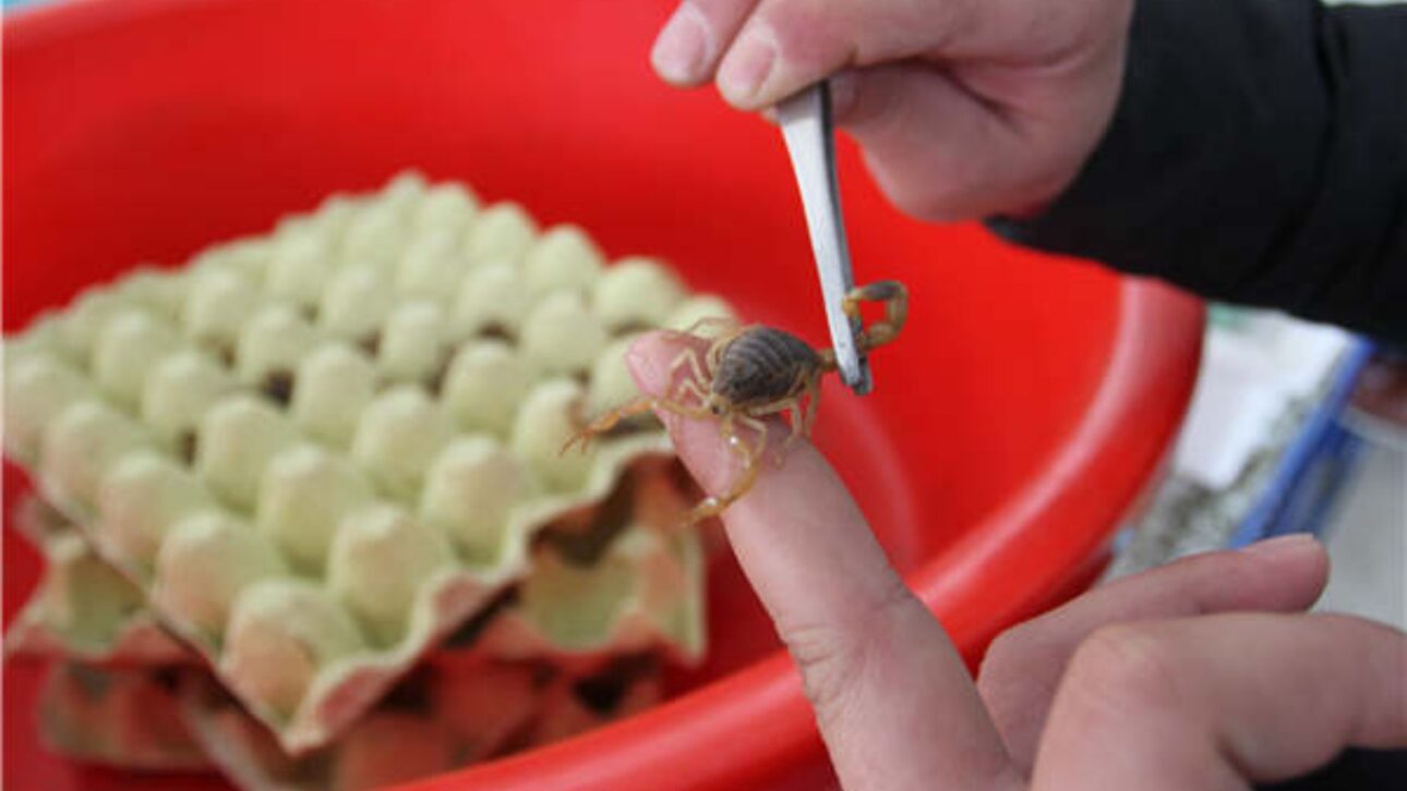 Las granjas chinas crían escorpiones en escala industrial para veneno, medicina tradicional e investigación científica en un agronegocio poco conocido.