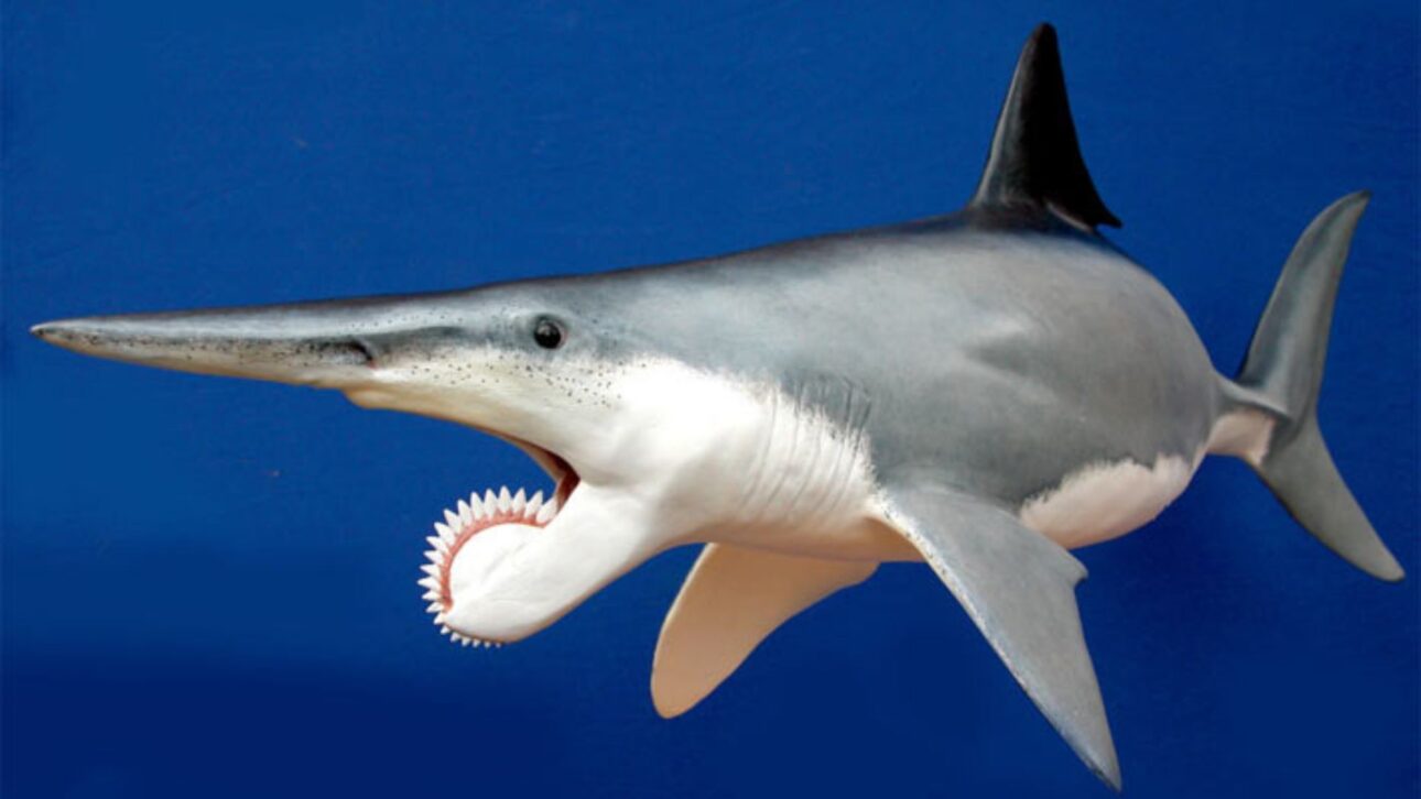 Fósil del Helicoprion Con Dientes En Espiral Del Pérmico Revela Cómo Las Tomografías Ayudaron A Entender La Anatomía De Un Depredador Marino Extinto.