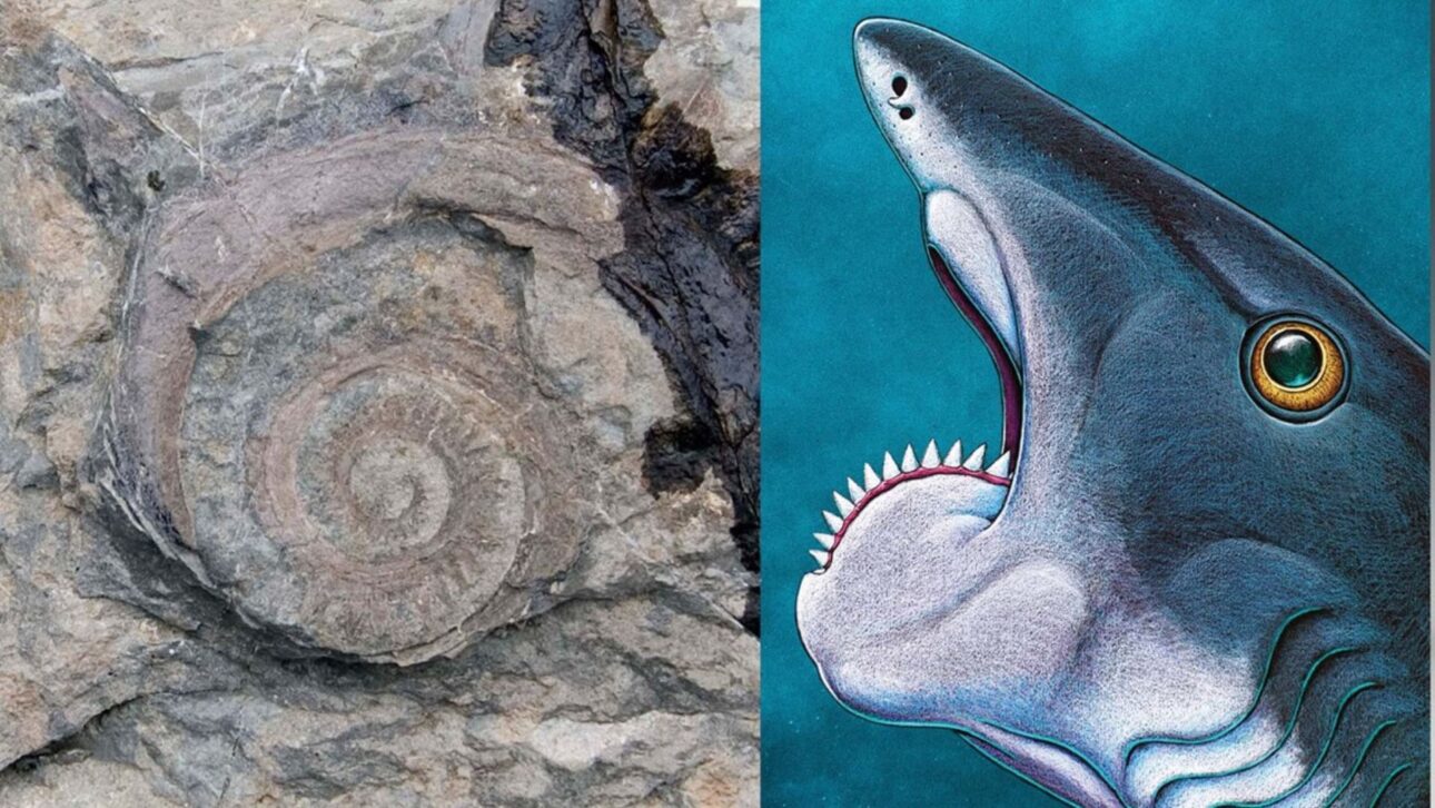 Fósil Del Helicoprion Con Dientes En Espiral Del Pérmico Revela Cómo Las Tomografías Ayudaron A Entender La Anatomía De Un Depredador Marino Extinto.