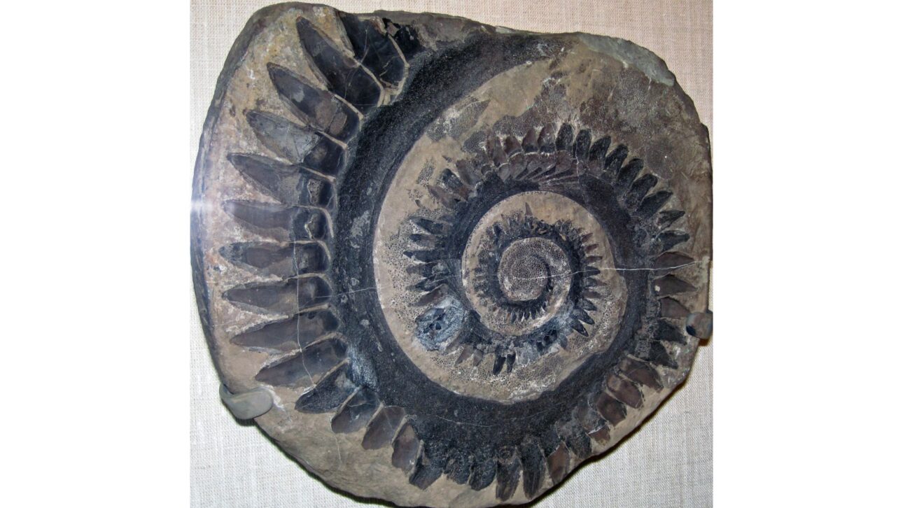 Fósil Del Helicoprion Con Dientes En Espiral Del Pérmico Revela Cómo Las Tomografías Ayudaron A Entender La Anatomía De Un Depredador Marino Extinto.
