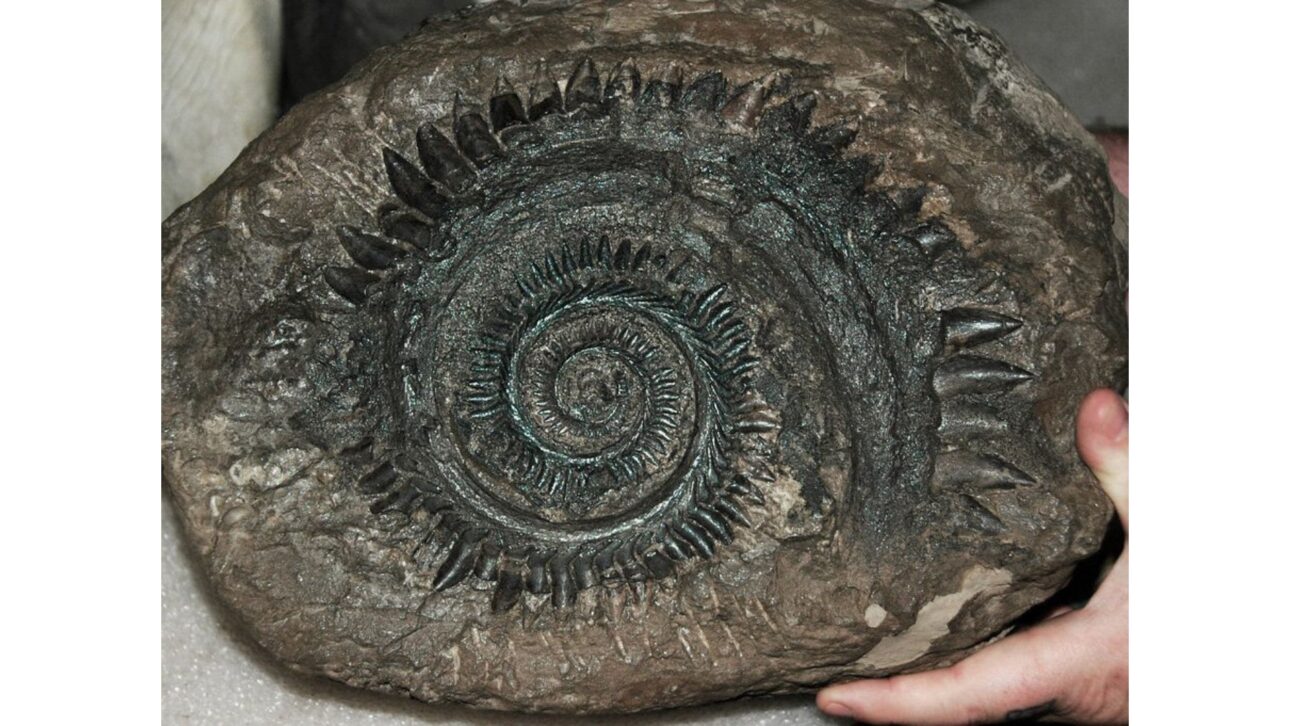 Fósil Del Helicoprion Con Dientes En Espiral Del Pérmico Revela Cómo Las Tomografías Ayudaron A Entender La Anatomía De Un Depredador Marino Extinto.