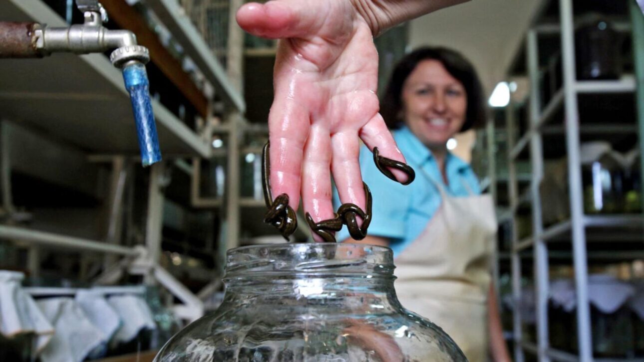Creación de sanguijuelas en granjas en China atiende a la farmacopea oficial y revela una cadena productiva controlada poco conocida fuera de Asia.