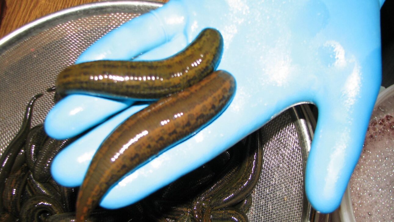 Creación de sanguijuelas en granjas en China atiende a la farmacopea oficial y revela una cadena productiva controlada poco conocida fuera de Asia.