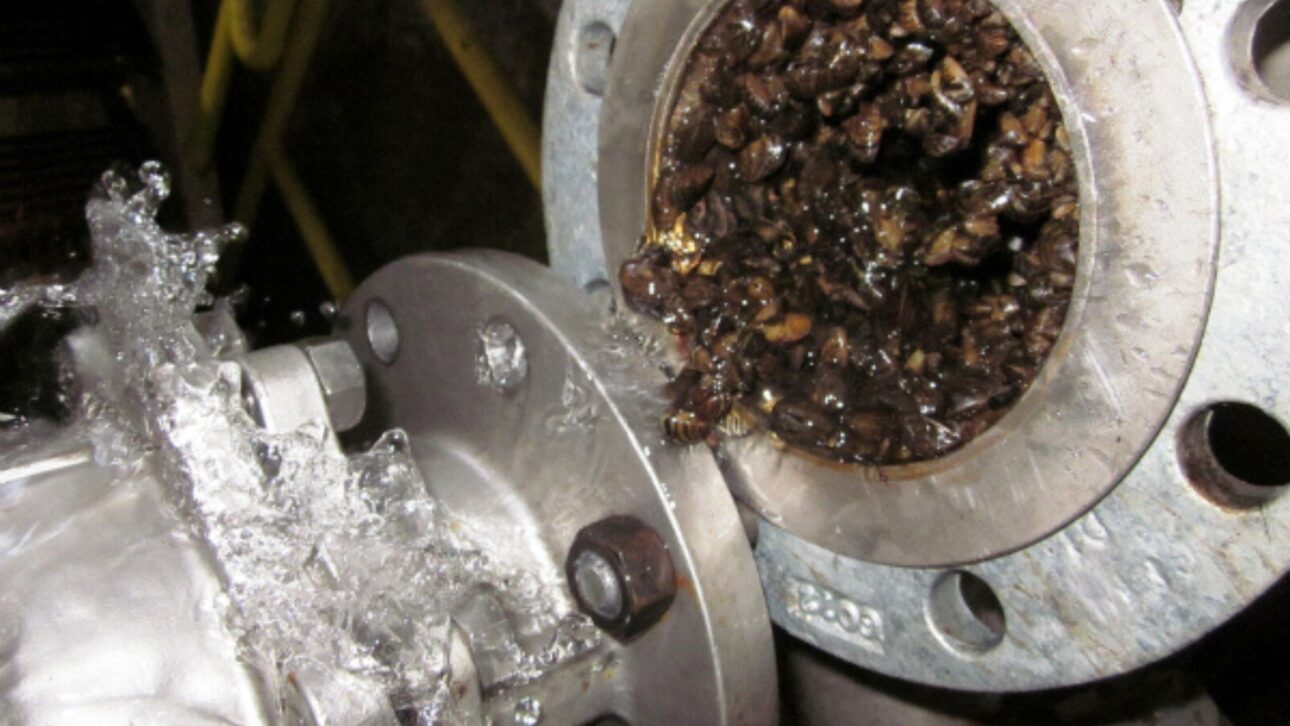 Reino Unido gasta £8 millones al año para contener mejillones invasores que entopem tuberías y reducen la vazão en abastecimiento de agua.