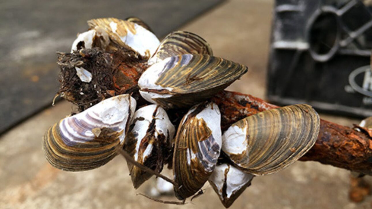 Reino Unido gasta £8 millones al año para contener mejillones invasores que entopem tuberías e reducen la vazão en abastecimiento de água.