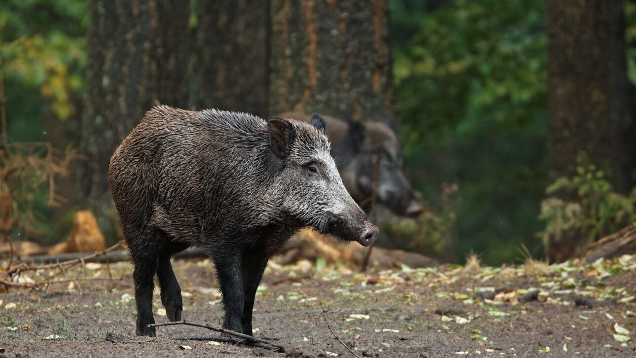 Texas autoriza uso restrito de isca com warfarina para controlar javalis ferais e reduzir prejuízos de US$ 500 milhões na agricultura.