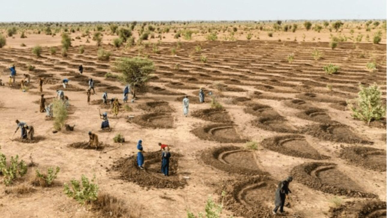 Técnica de covas em meia-lua ayuda comunidades do Sahel a reter água, recuperar solos degradados e avançar a Grande Muralha Verde africana.