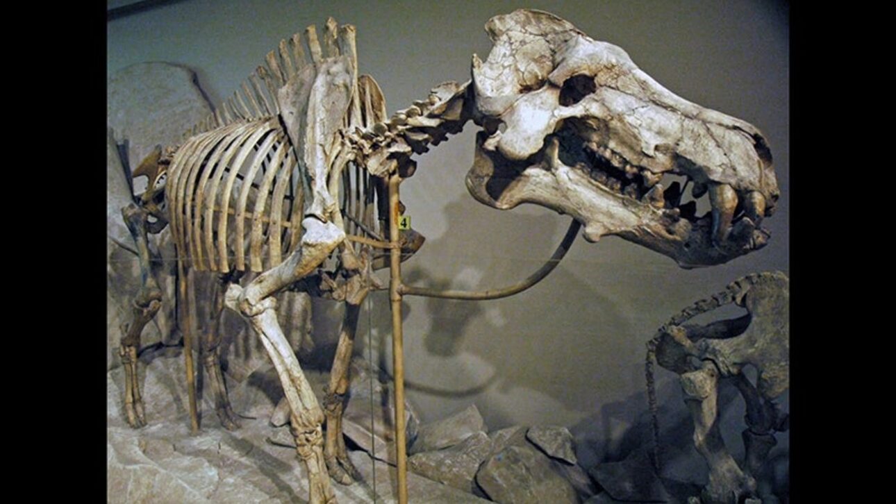 Entelodon, conhecido como porco do inferno, foi um mamífero pré-histórico de grande porte que viveu entre o Eoceno e o Mioceno em vários continentes.