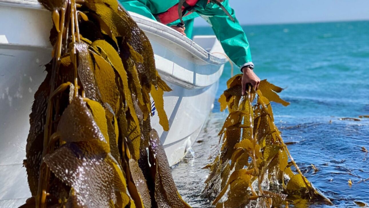 Namibia testa uso de algas marinas para recuperar solos del desierto, ampliar producción agrícola y reducir dependencia de insumos importados.