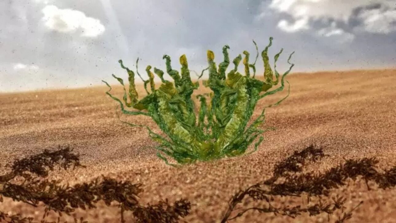 Namíbia testa uso de algas marinhas para recuperar solos do deserto, ampliar produção agrícola e reduzir dependência de insumos importados.