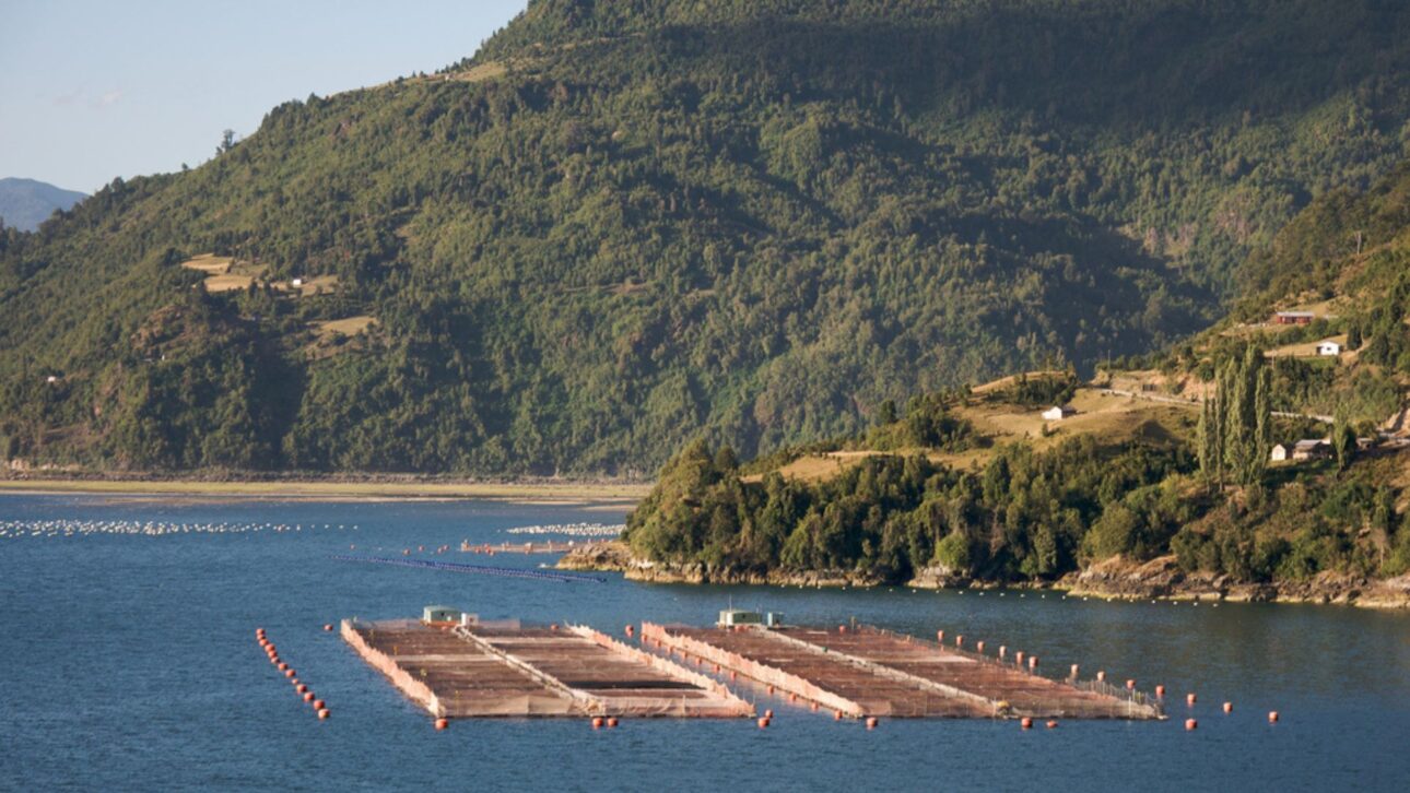 Descarte de 4.700 toneladas de salmón en el mar en 2016 antecedió marea roja en Chiloé, paralizó la pesca y generó crisis ambiental en Chile.