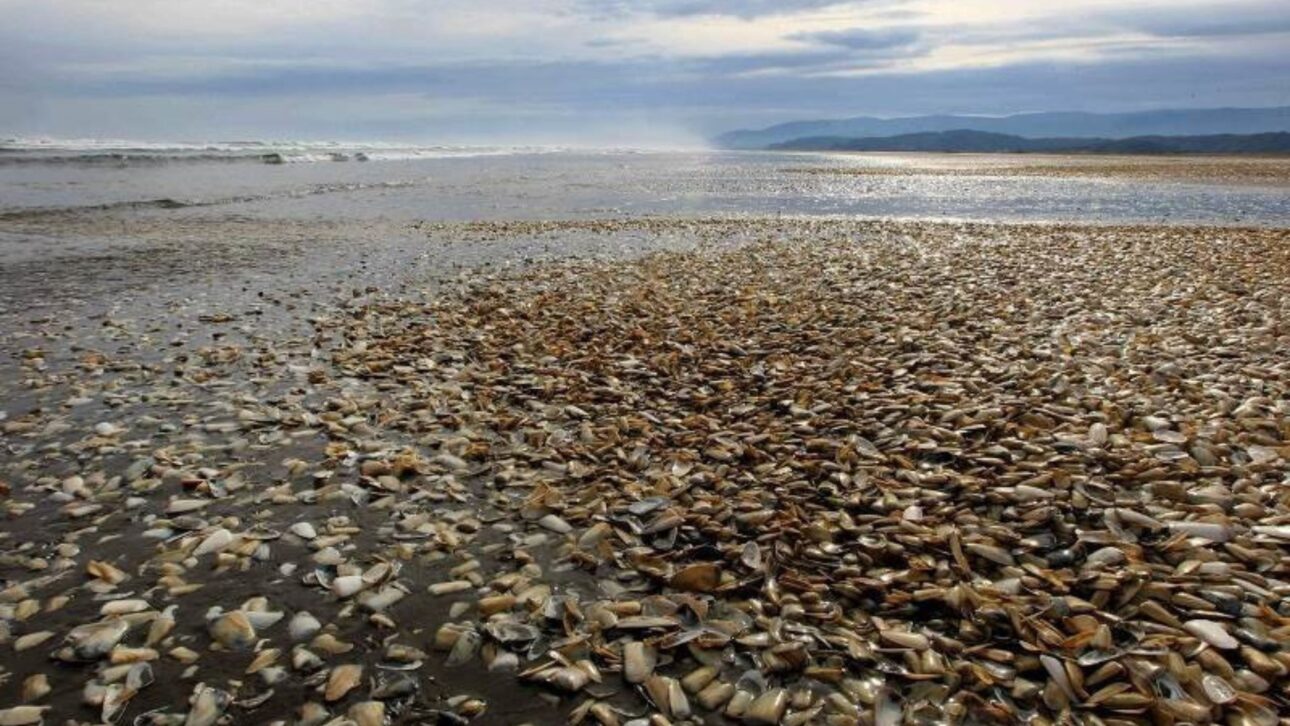 Descarte de 4.700 toneladas de salmón en el mar en 2016 antecedió marea roja en Chiloé, paralizó la pesca y generó crisis ambiental en Chile.