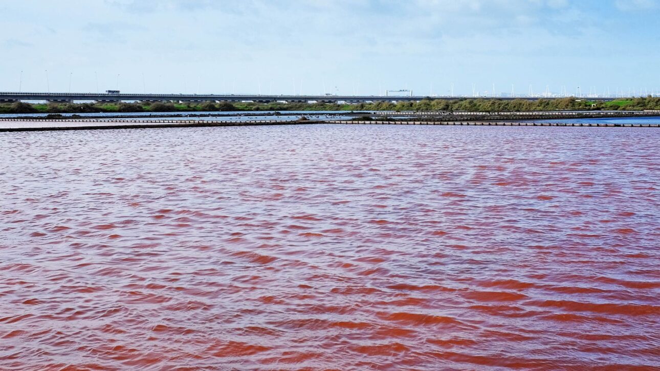 Descarte de 4.700 toneladas de salmón en el mar en 2016 antecedió marea roja en Chiloé, paralizó la pesca y generó crisis ambiental en Chile.