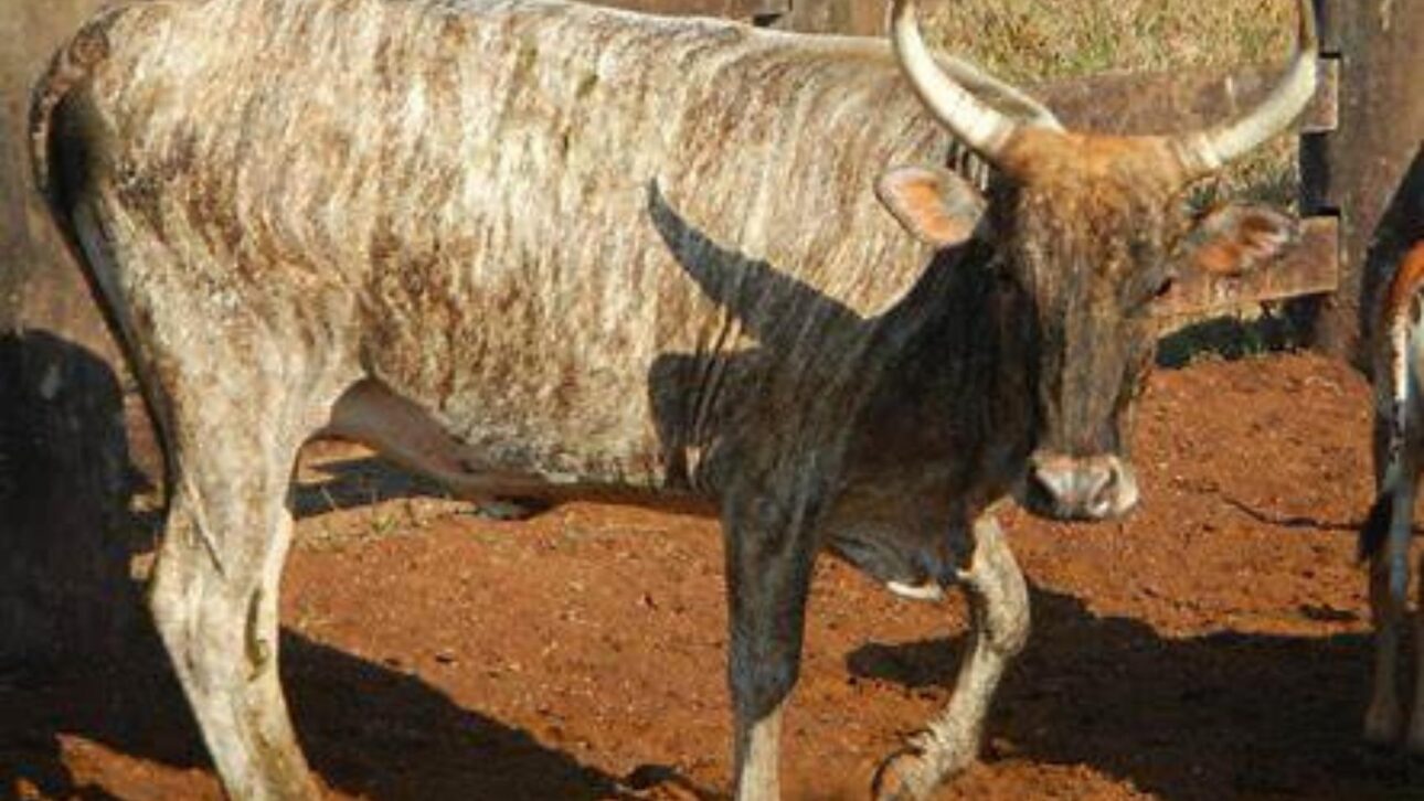 Foto de un buey de la raza curraleiro pé-duro resistente al clima del sertão y Caatinga brasileña, símbolo de adaptación al semiárido. (Imagen: Embrapa)
