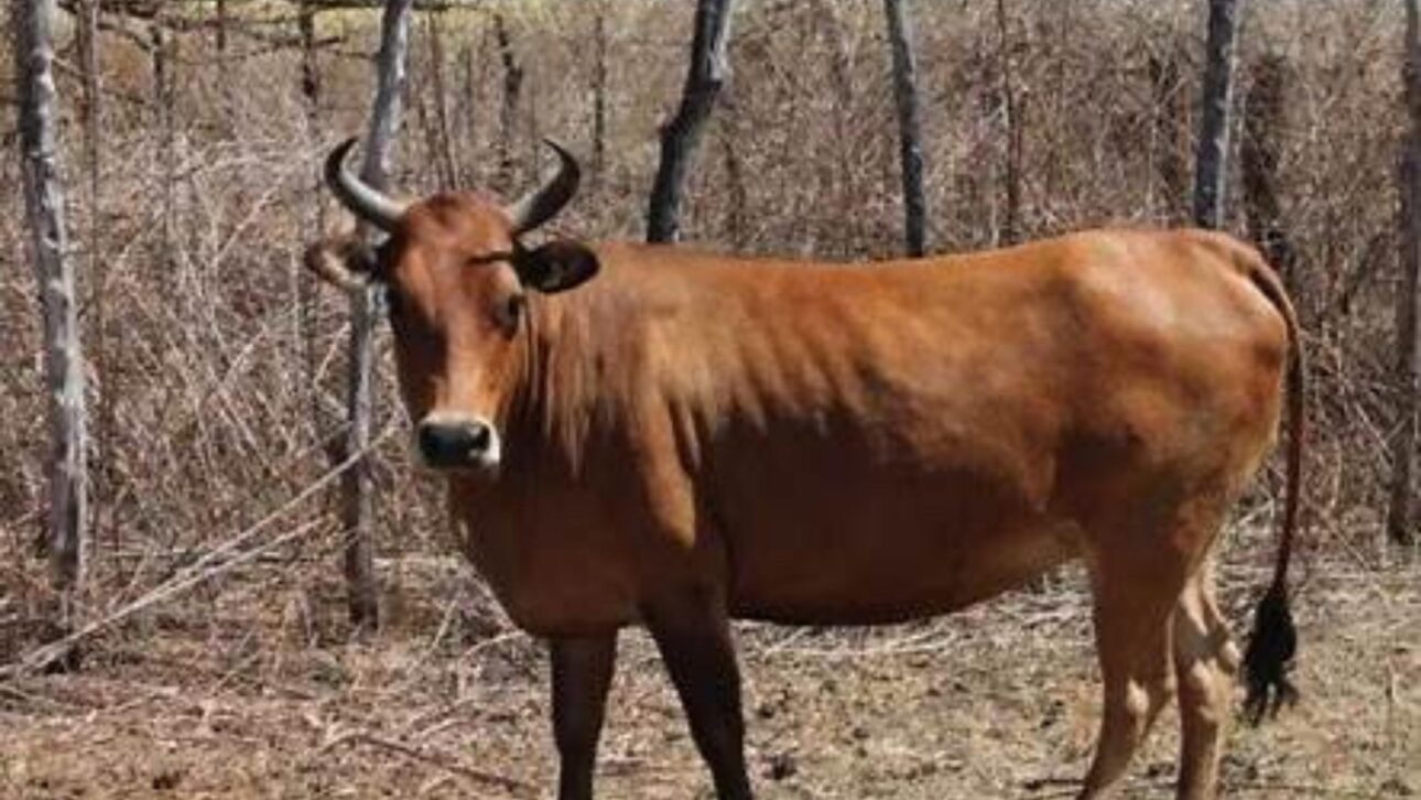 Bovinos curraleiro pé-duro adaptados al semiárido nordestino entre la vegetación típica de la Caatinga en el sertão brasileño. (Imagen: Slow Food Brasil)
