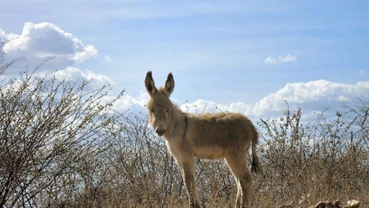 Jumento en el bioma Caatinga bajo cielo claro, ejemplo de animal domesticado que se adaptó al calor y a la sequía del sertão nordestino. (Imagen: Pinterest)