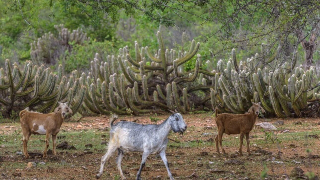 Vegetación y animales como cabras en el paisaje típico de la Caatinga, reflejando adaptación de especies domesticadas al semiárido. (Imagen: Beautiful Brazil)