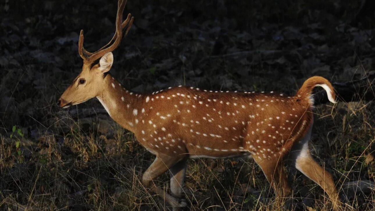 Ciervo asiático Axis axis es registrado en el Sur de Brasil, invade áreas urbanas y preocupa a ambientalistas por riesgos a la fauna nativa.